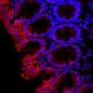 Preview: Aquaporin 3 in rat colon, stained with ATTO 594 antibody.i-Aquaporin