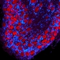 Preview: Immunohistochemical Staining rat dorsal with ATTO 594 antibody.