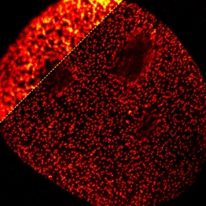 GM5756T - nuclear pore labeled with ATTO 490LS