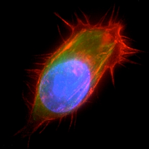 F-actin visualized with ATTO 655-phalloidin