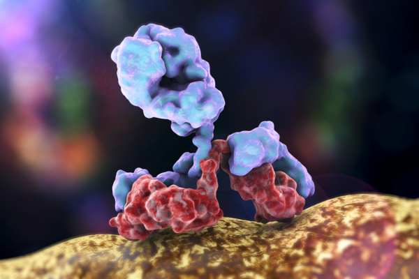 Labeled Antibodies