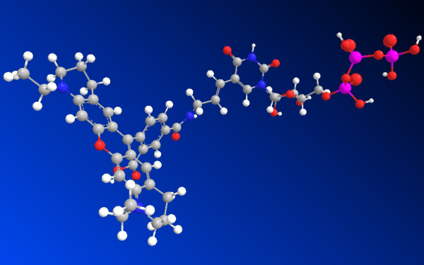 Labeled Nucleotide