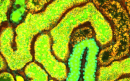 Labeled Dextrans