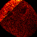 ATTO 490LS GM5756T - nuclear pore labeled with ATTO 490LS