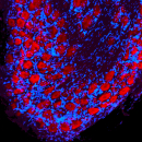 Immunohistochemical Staining rat dorsal with ATTO 594 antibody.